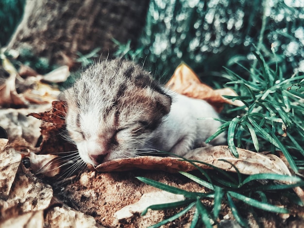 散歩中の子猫が寝ているクローズアップ