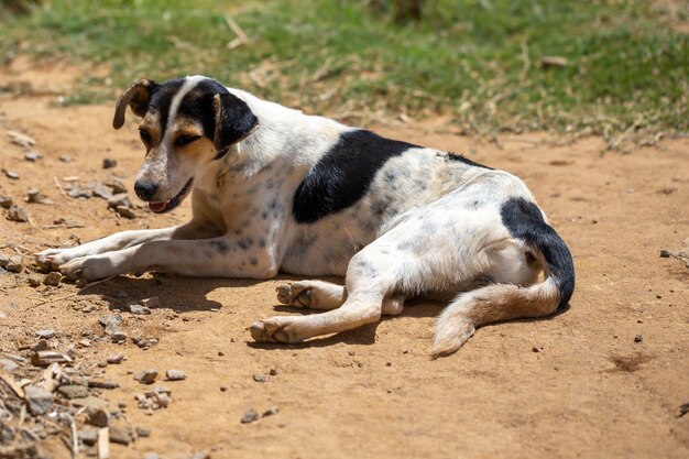 晴れた日に通りの犬にクローズアップ