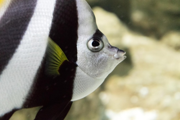 Photo close-up of striped fish swimming in water at aquarium
