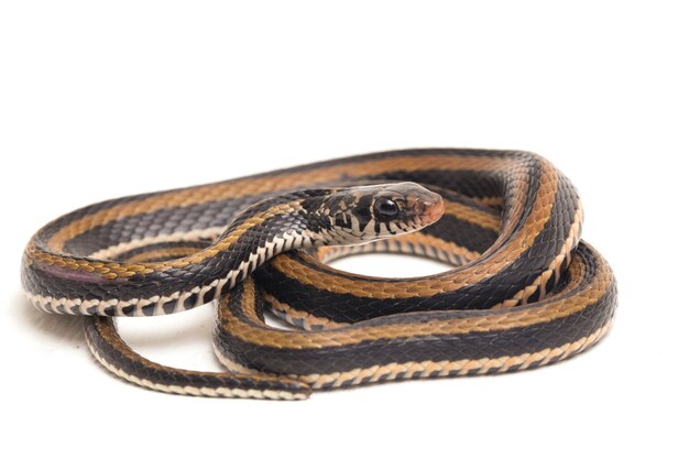 Close-up of the striped keelback snake