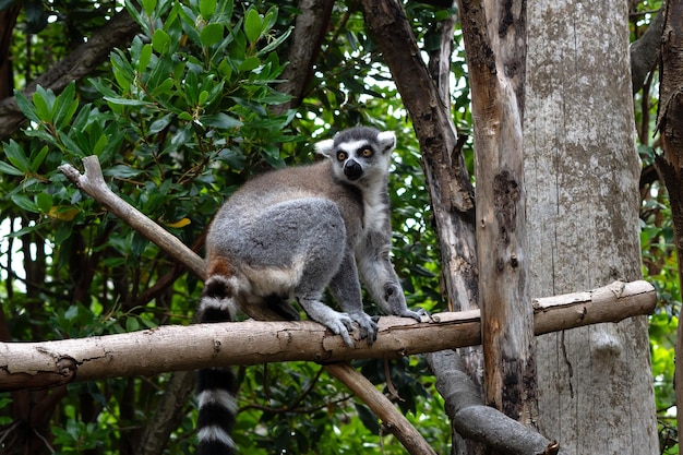Close up of striped lemur sitting on branch