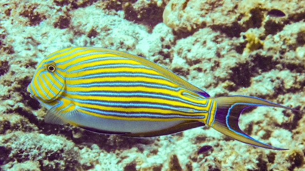 몰디브에서 Striped Surgeonfish를 닫습니다.