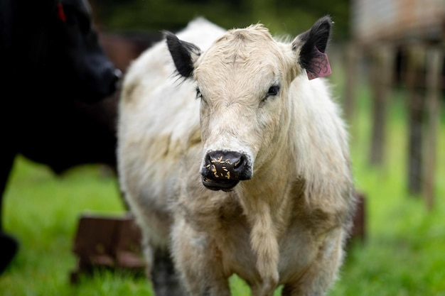 Крупный план быков и телят Stud Beef, пасущихся на траве в поле в Австралии, породы крупного рогатого скота включают крапчатый парк мюррей серый ангус брангус и вагью, поедающие зерно и пшеницу