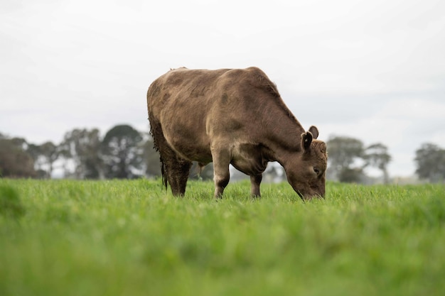 Close up of stud beef bulls and cows grazing on grass in a field in australia eating hay and silage breeds include speckled park murray grey angus brangus and wagyu