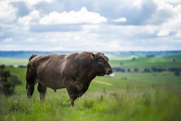 Close up of stud beef bulls and cows grazing on grass in a field in australia eating hay and silage breeds include speckled park murray grey angus brangus and wagyu