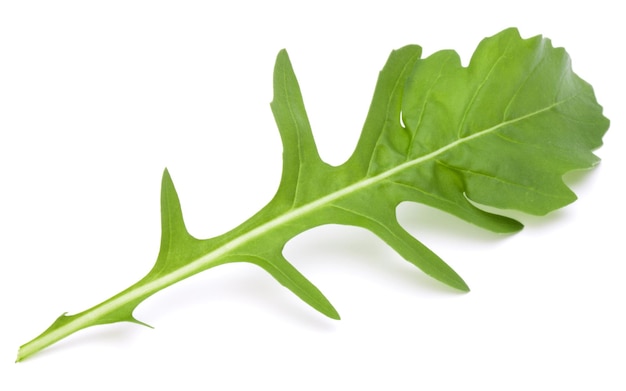 Close up studio shot of green fresh rucola leaves isolated on white background Rocket salad or arugula