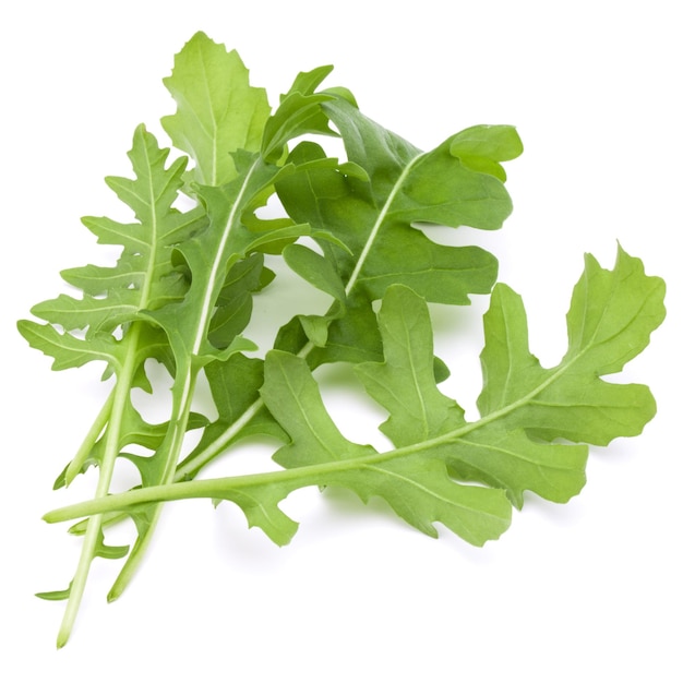 Close up studio shot of green fresh rucola leaves isolated on white background Rocket salad or arugula