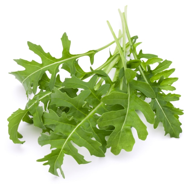 Close up studio shot of green fresh rucola leaves isolated on white background Rocket salad or arugula