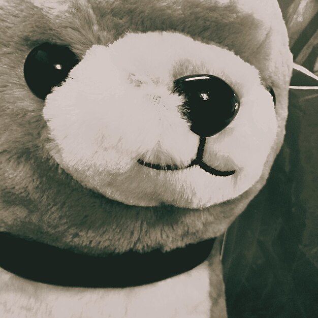 Photo close-up of stuffed toy at home