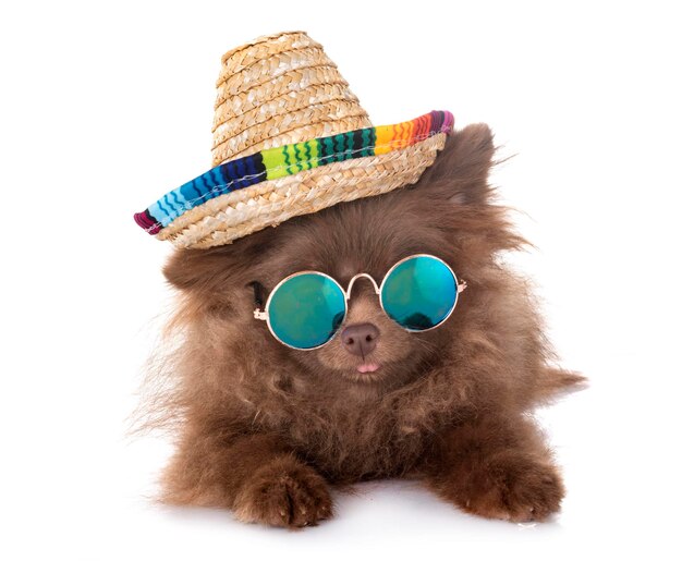 Photo close-up of stuffed toy wearing sunglasses and hat against white background