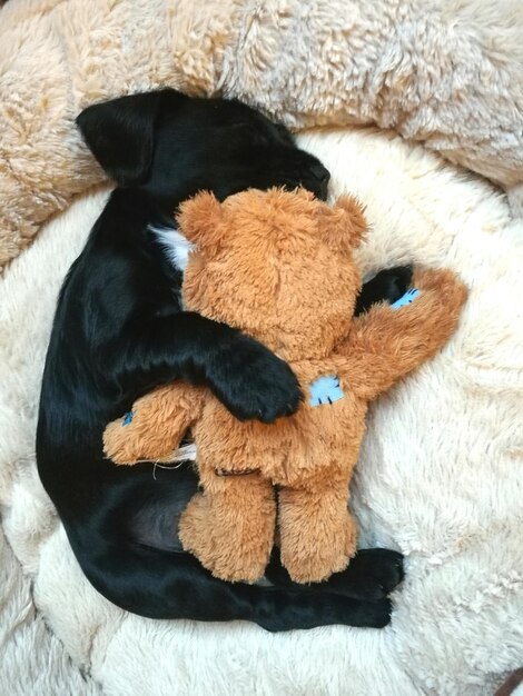 Close-up of stuffed toy