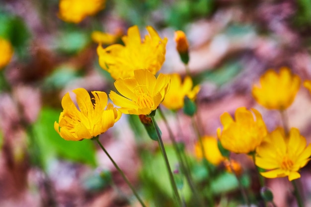 Close up of stunning golden yellow flowers in bloom with purple and green background asset