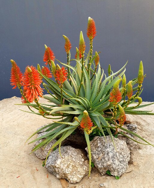 Foto prossimo piano di una pianta di aloe succulenta