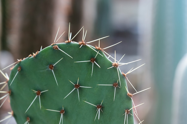 Close-Up Of Succulent cactus Plant at the greenhouse garden.