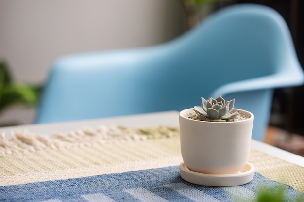 Close up succulent in ceramic pot on table