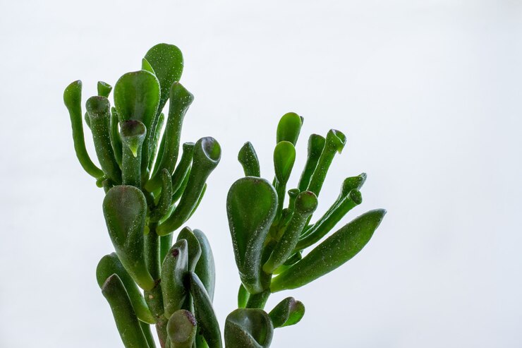 Photo close up of succulent. crassula ovata gollum
