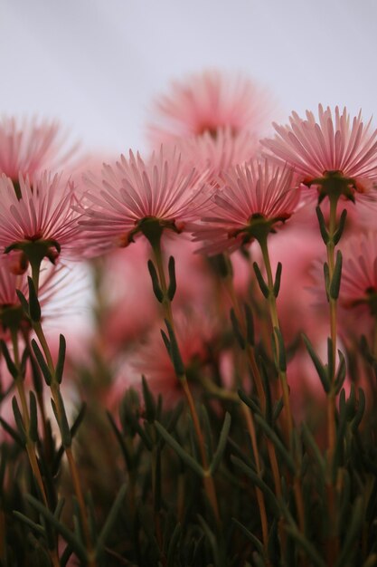 Photo close-up of succulent flower plant