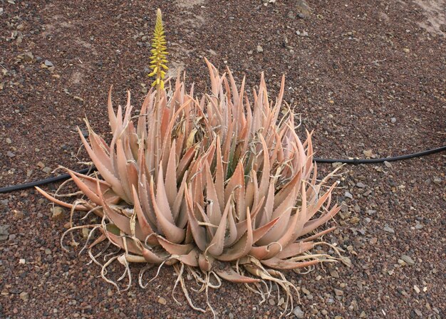 Photo close-up of succulent growing on ground