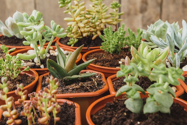 木製のテーブルにジューシーな家の植物のコレクションのクローズアップ