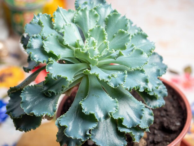 Close-up of succulent kalanchoe flower. Exoitic plant growing in deserts. Selective focus, blurred background