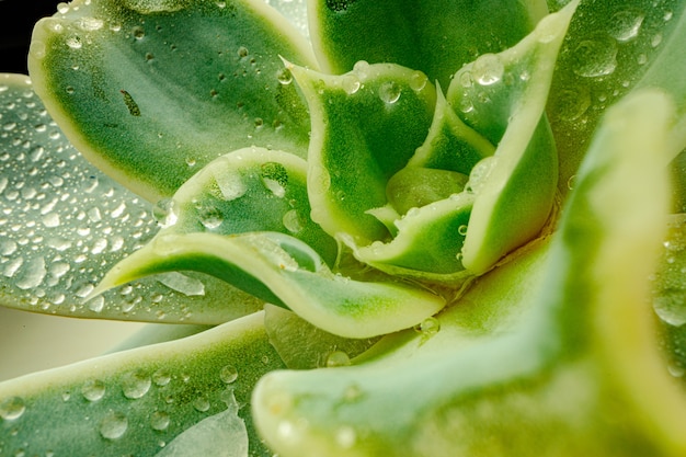 Close up succulent leaves with drops of water