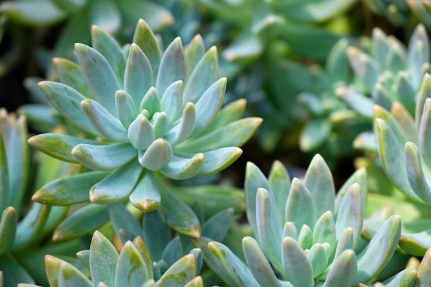 Photo close up succulent pachyphytum fittkaui