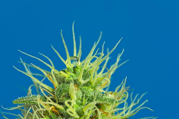 Close-up of succulent plant against blue background