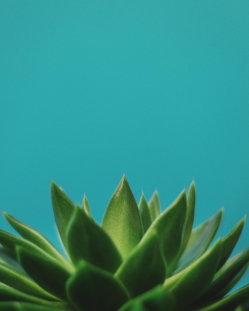 close-up of succulent plant against blue background