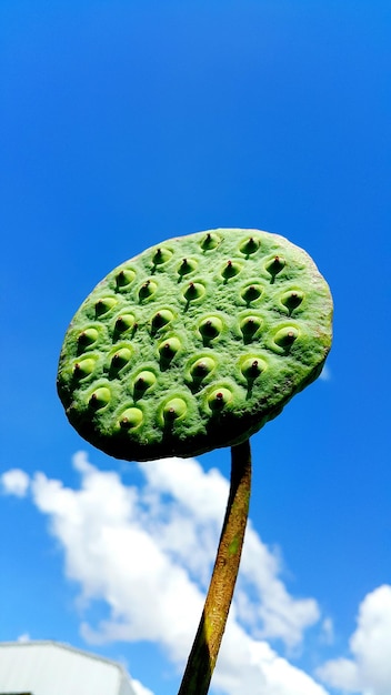 Close-up of succulent plant against blue sky