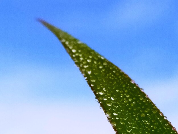 Close-up of succulent plant against blue sky