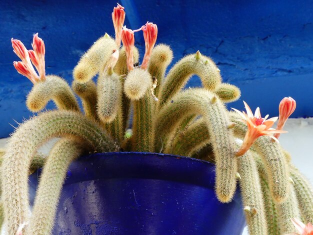 Foto close-up di una pianta succulenta contro una parete blu