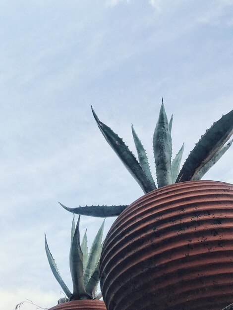 Photo close-up of succulent plant against sky