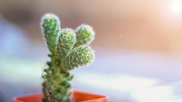 Foto close-up di una pianta succulenta contro il cielo