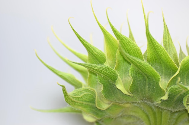 Close-up of succulent plant against white background