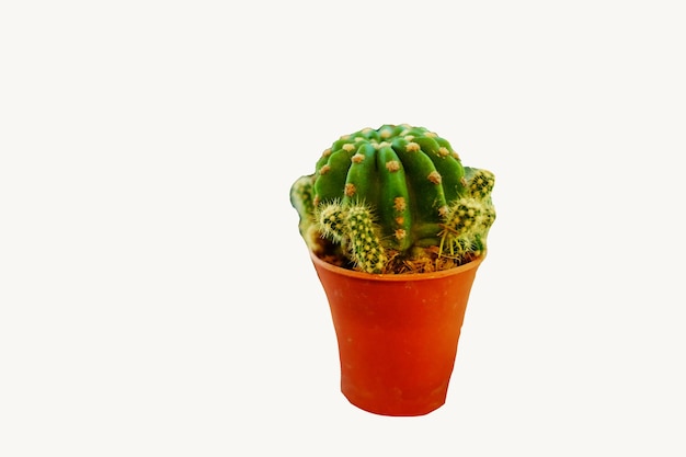 Photo close-up of succulent plant against white background