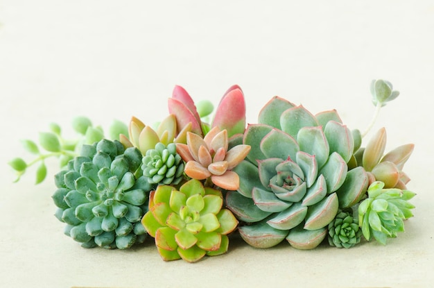 白い背景を背景にしたサクレント植物のクローズアップ