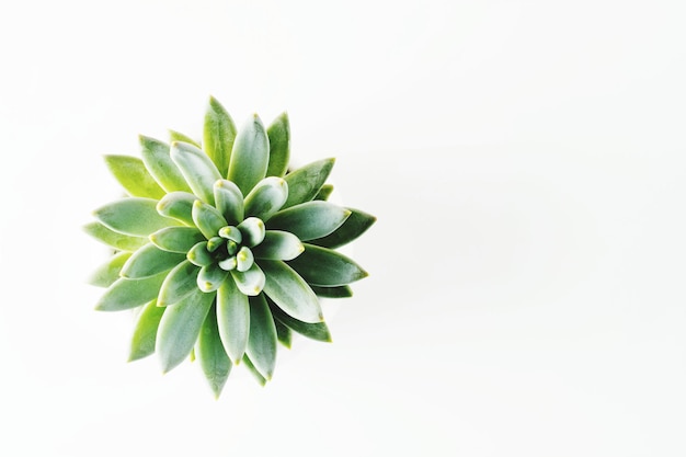 Photo close-up of succulent plant against white background