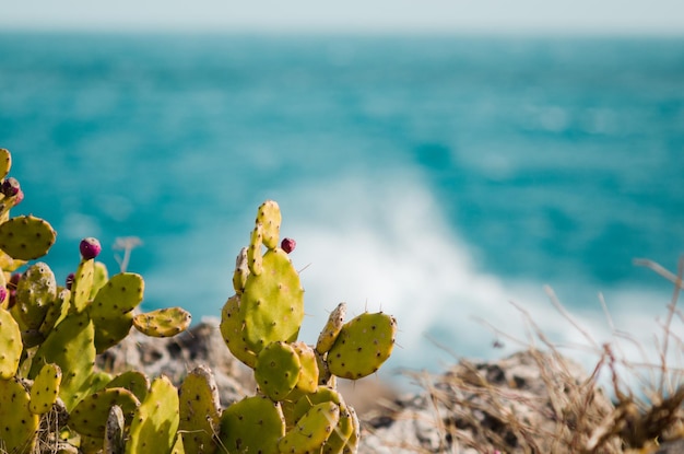 Foto close-up di una pianta succulenta sulla spiaggia