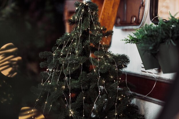 Close-up of succulent plant on christmas tree