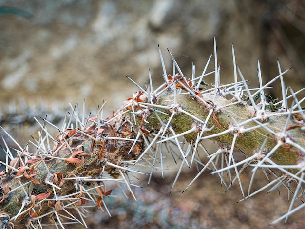 Photo close-up of succulent plant during winter