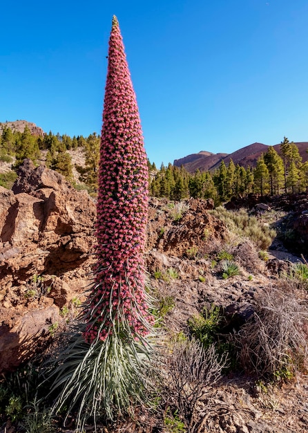 晴れた空の背景で畑のサクセル植物のクローズアップ