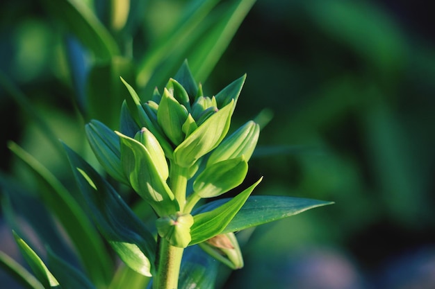 Close-up of succulent plant on field