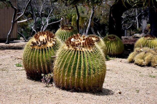 Foto prossimo piano di una pianta succulenta sul campo