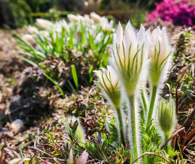 Foto prossimo piano di una pianta succulenta in campo