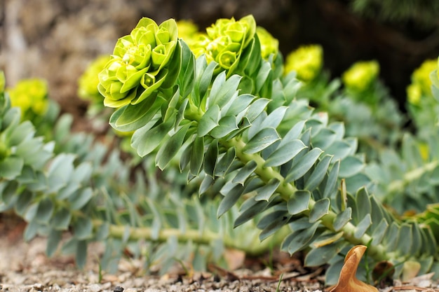 Foto prossimo piano di una pianta succulenta sul campo