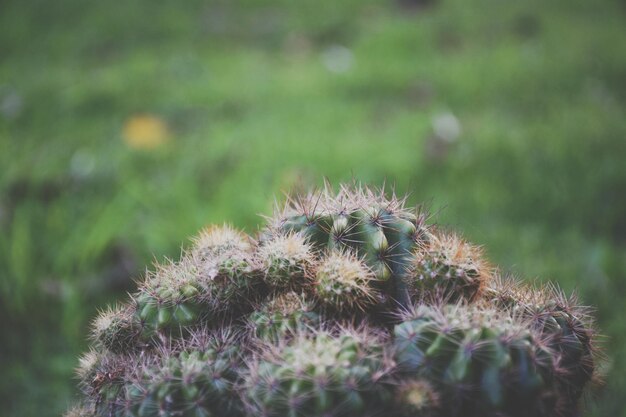 Close-up of succulent plant on field