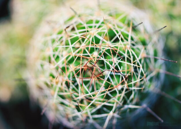 Photo close-up of succulent plant on field