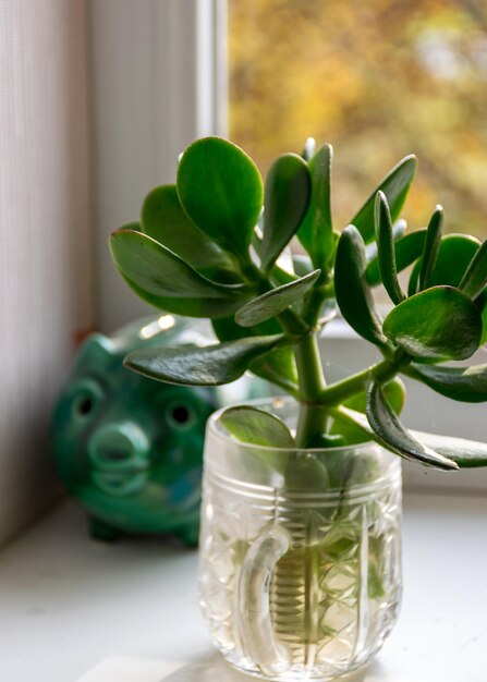 Photo close-up of succulent plant in glass vase on table