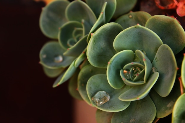 屋外で育つジュークレント植物のクローズアップ
