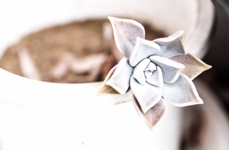 Photo close-up of succulent plant growth on pot